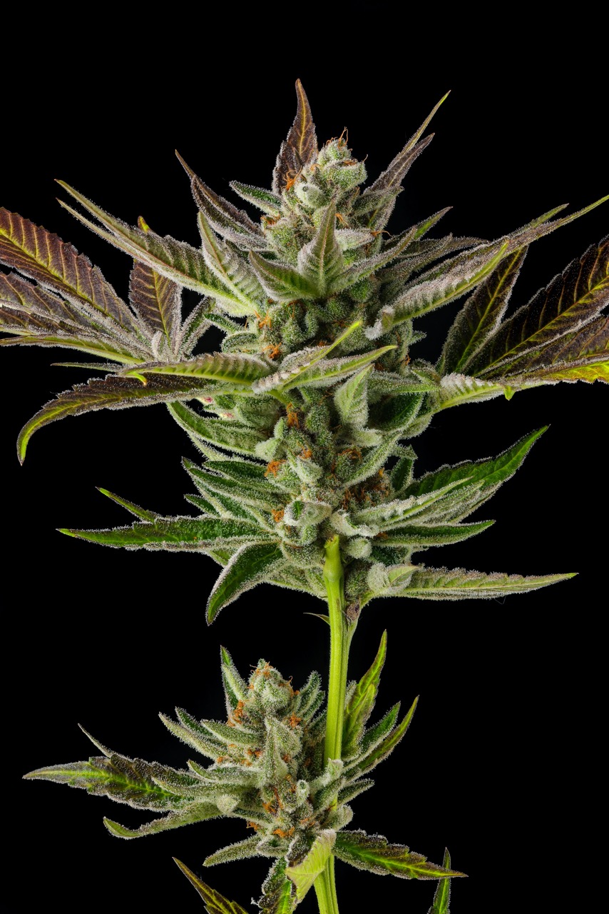 Omakase Cannabis Menu | Premium Strains | Haze Valley